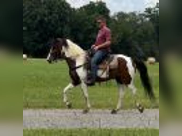 Tennessee walking horse Caballo castrado 15 años 142 cm Tobiano-todas las-capas in Lewisburg, TN