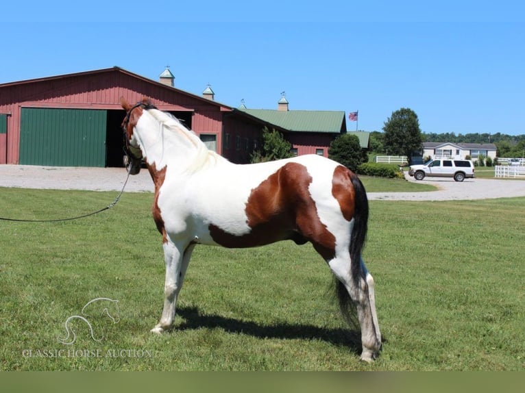 Tennessee walking horse Caballo castrado 15 años 142 cm Tobiano-todas las-capas in Lewisburg, TN