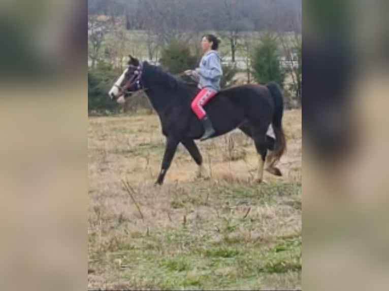 Tennessee walking horse Mestizo Caballo castrado 15 años 150 cm Castaño oscuro in Whitwell