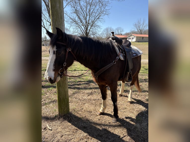 Tennessee walking horse Mestizo Caballo castrado 15 años 150 cm Castaño oscuro in Whitwell