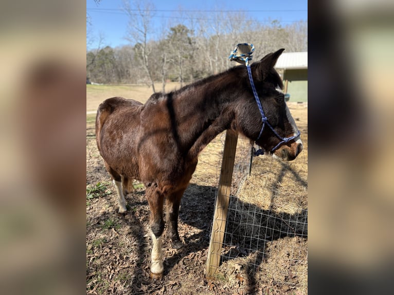 Tennessee walking horse Mestizo Caballo castrado 15 años 150 cm Castaño oscuro in Whitwell