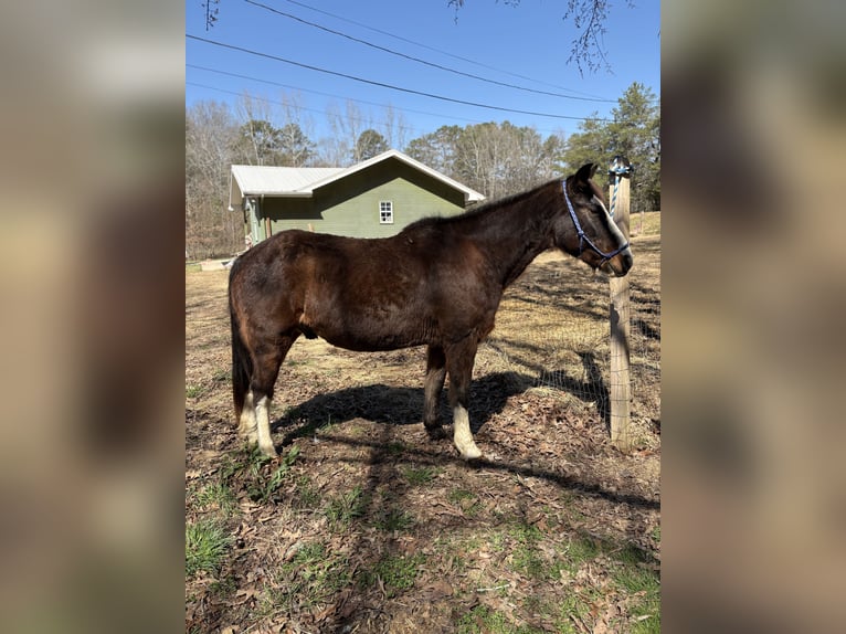 Tennessee walking horse Mestizo Caballo castrado 15 años 150 cm Castaño oscuro in Whitwell