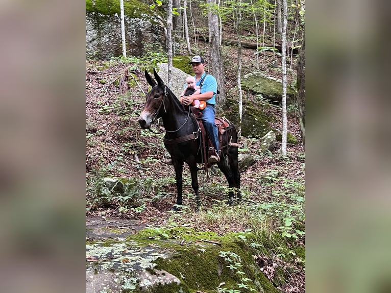 Tennessee walking horse Caballo castrado 15 años 150 cm Castaño rojizo in Whitley City Ky