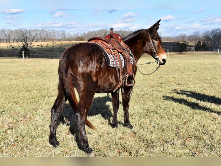 Tennessee walking horse Caballo castrado 15 años 150 cm Castaño rojizo in Whitley City Ky