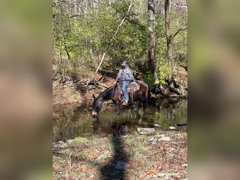 Tennessee walking horse Caballo castrado 15 años 150 cm Negro in Moscow, OH