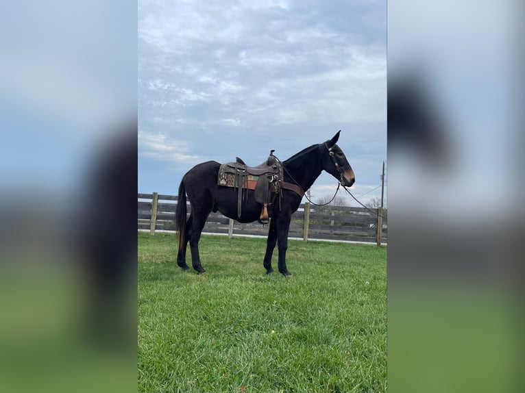 Tennessee walking horse Caballo castrado 15 años 150 cm Negro in Moscow, OH