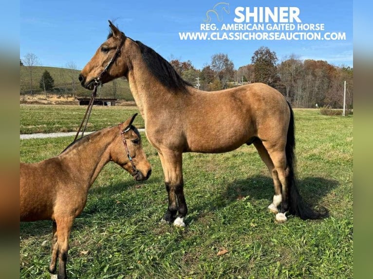 Tennessee walking horse Caballo castrado 15 años 152 cm Buckskin/Bayo in Mize, KY