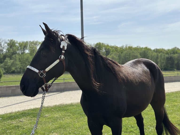 Tennessee walking horse Caballo castrado 15 años 155 cm Negro in Wemding