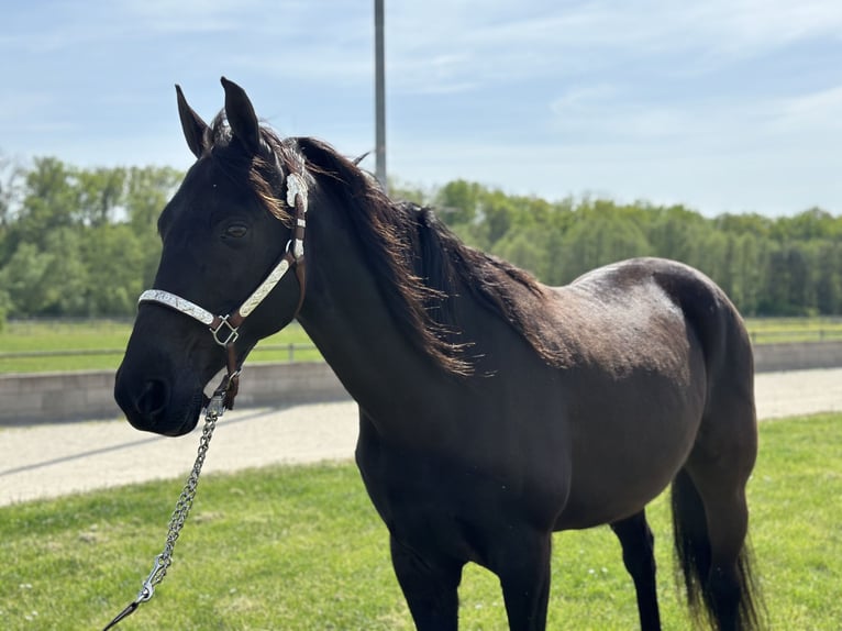 Tennessee walking horse Caballo castrado 15 años 155 cm Negro in Wemding
