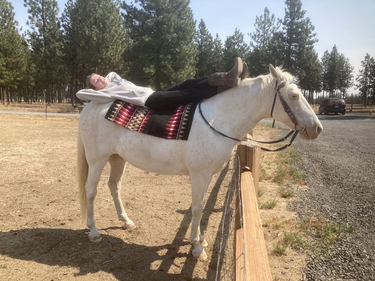 Tennessee walking horse Caballo castrado 15 años 163 cm White/Blanco in Spokane, WA