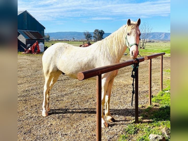Tennessee walking horse Caballo castrado 15 años 163 cm White/Blanco in Simi Valley, CA