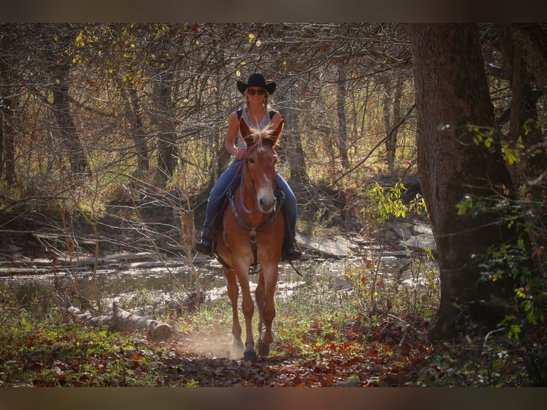 Tennessee walking horse Caballo castrado 15 años Alazán rojizo in Flemingsburg, KY