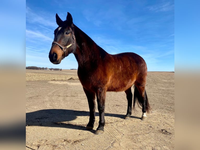Tennessee walking horse Caballo castrado 15 años Castaño rojizo in Valley Springs, SD