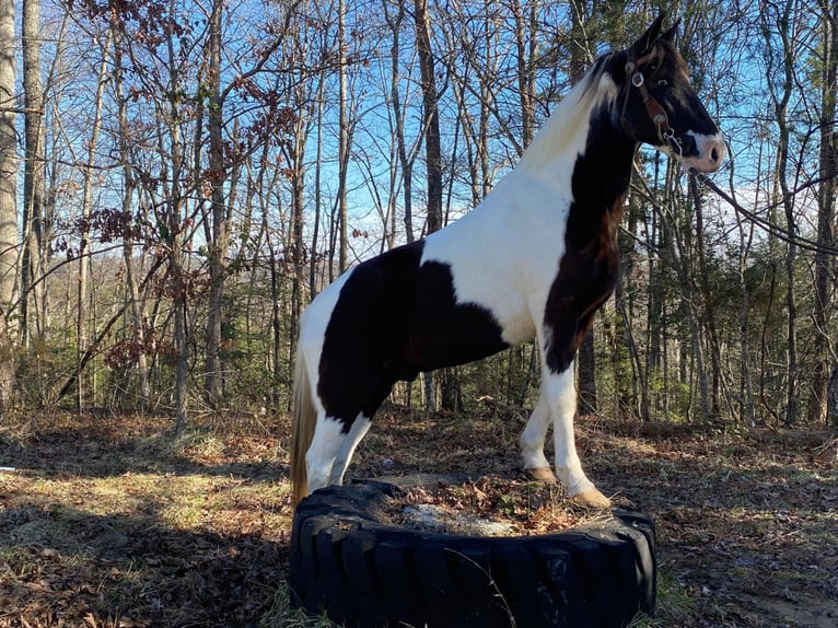 Tennessee walking horse Caballo castrado 15 años Tobiano-todas las-capas in Whitley City, KY