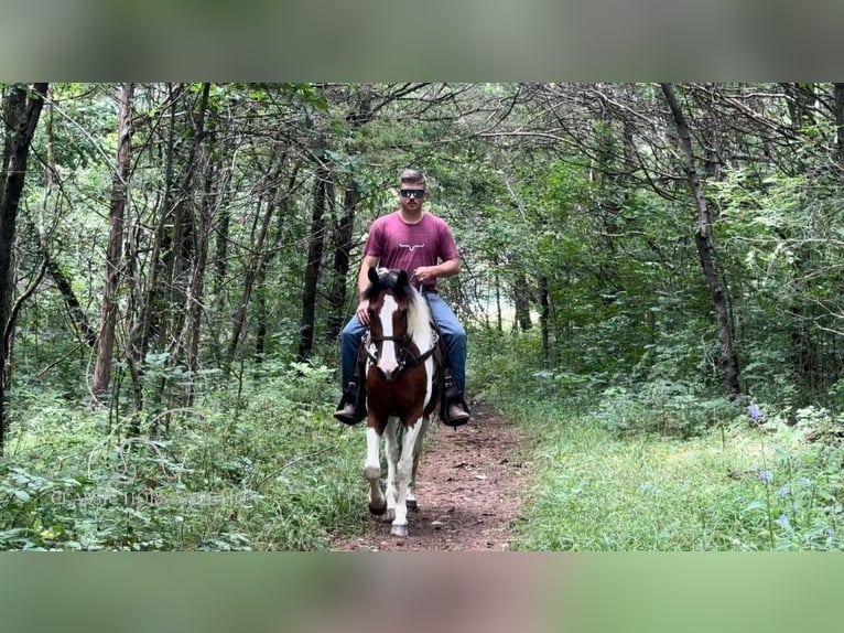 Tennessee walking horse Caballo castrado 16 años 142 cm Tobiano-todas las-capas in Lewisburg, TN