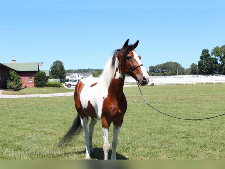 Tennessee walking horse Caballo castrado 16 años 142 cm Tobiano-todas las-capas in Lewisburg, TN