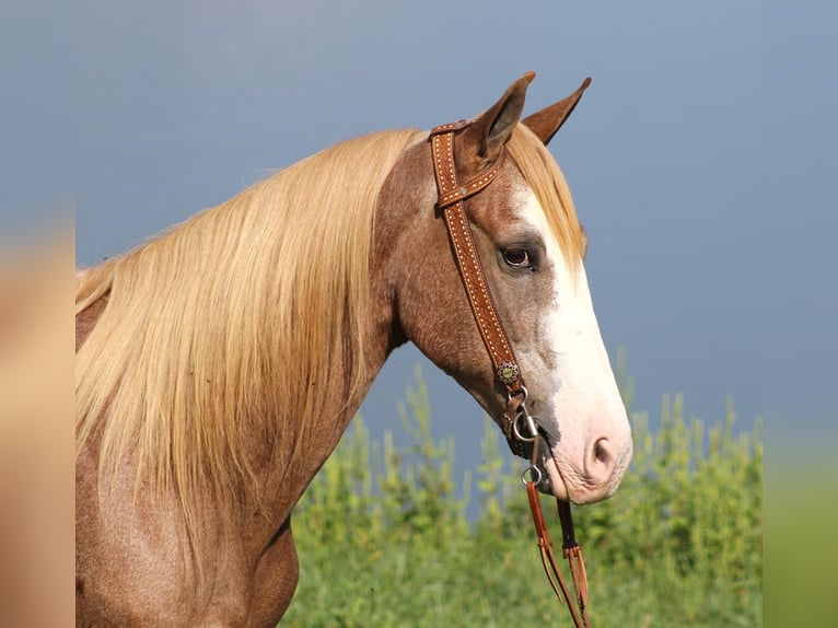 Tennessee walking horse Caballo castrado 16 años 152 cm Alazán rojizo in Whitley city KY