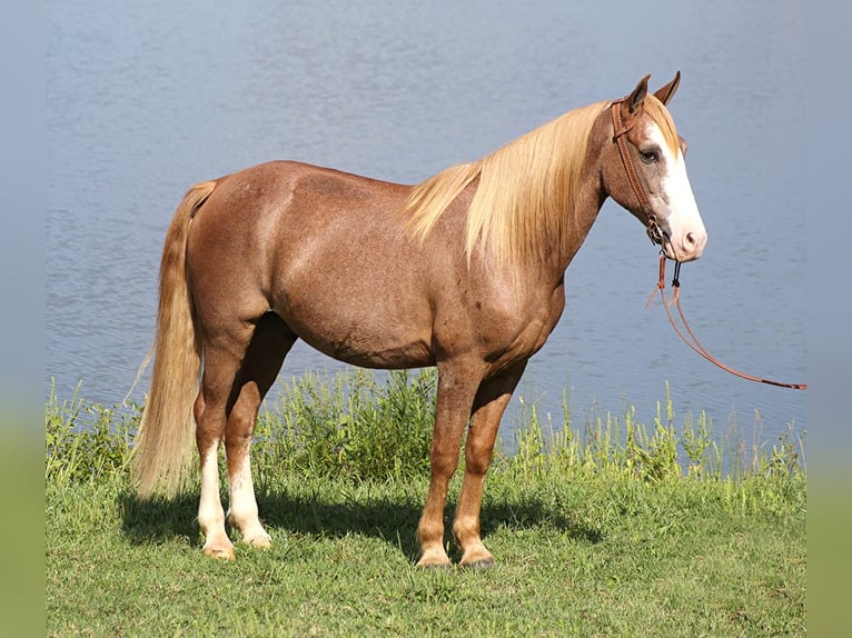 Tennessee walking horse Caballo castrado 16 años 152 cm Alazán rojizo in Whitley city KY