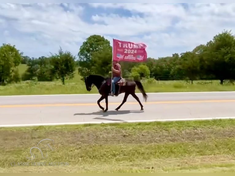 Tennessee walking horse Caballo castrado 16 años 152 cm Negro in Houston,MO