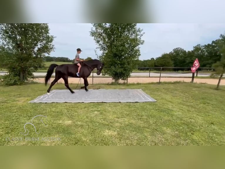 Tennessee walking horse Caballo castrado 16 años 152 cm Negro in Houston,MO