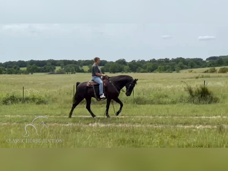 Tennessee walking horse Caballo castrado 16 años 152 cm Negro in Houston,MO