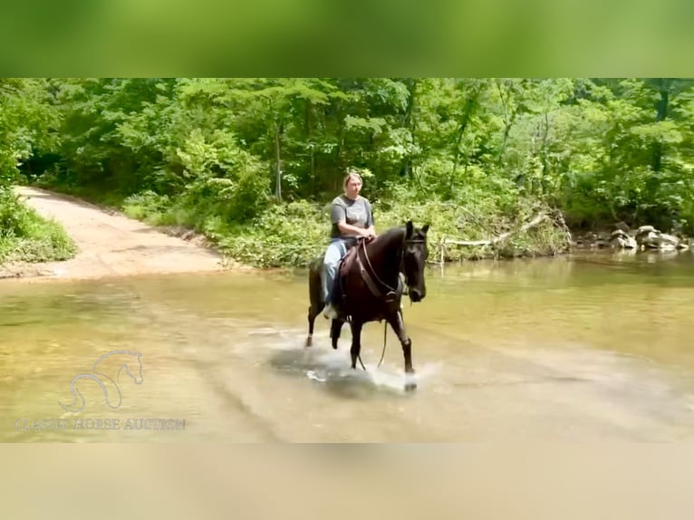 Tennessee walking horse Caballo castrado 16 años 152 cm Negro in Houston,MO