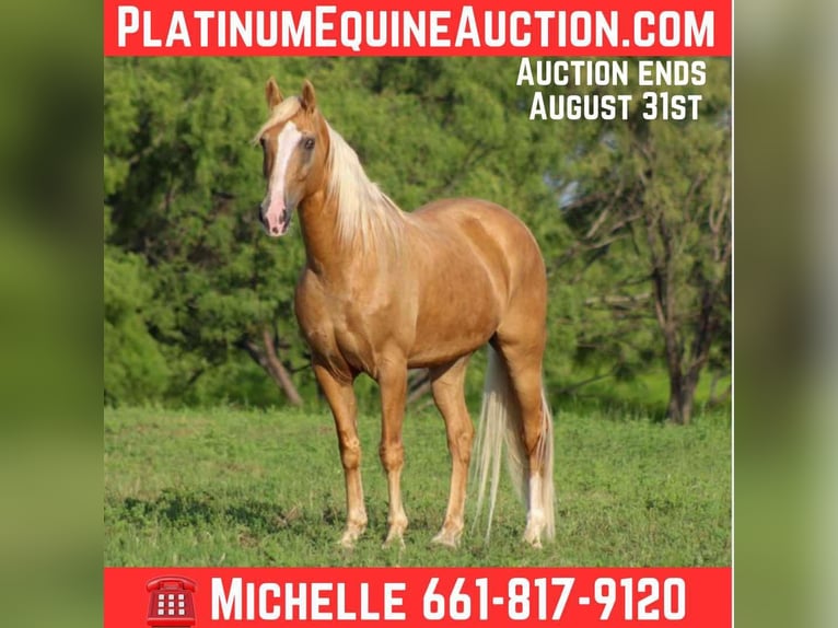 Tennessee walking horse Caballo castrado 16 años 152 cm Palomino in stephenville TX