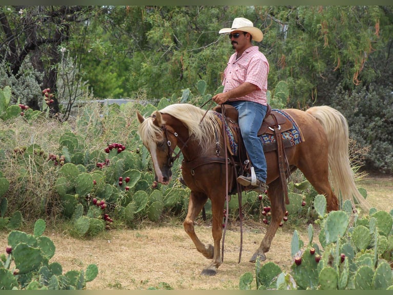 Tennessee walking horse Caballo castrado 16 años 152 cm Palomino in stephenville TX