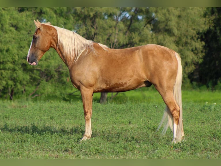 Tennessee walking horse Caballo castrado 16 años 152 cm Palomino in stephenville TX