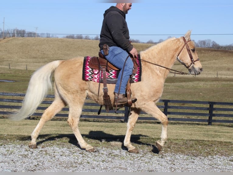 Tennessee walking horse Caballo castrado 16 años 152 cm Palomino in mount Vernon KY