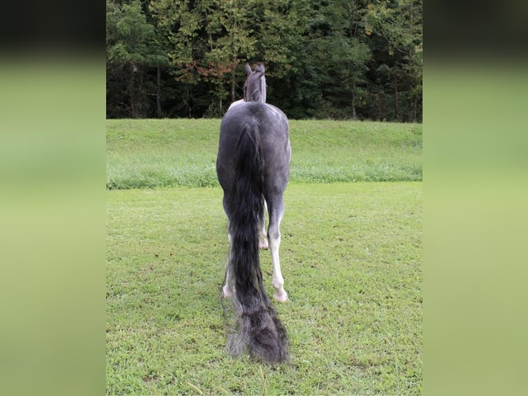 Tennessee walking horse Caballo castrado 16 años 152 cm Sabino in Grassy Creek, KY
