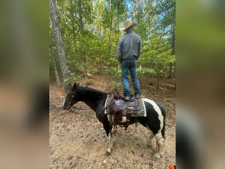 Tennessee walking horse Caballo castrado 16 años 152 cm Tobiano-todas las-capas in Gerald, MO