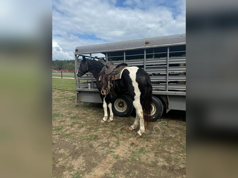 Tennessee walking horse Caballo castrado 16 años 152 cm Tobiano-todas las-capas in Gerald, MO