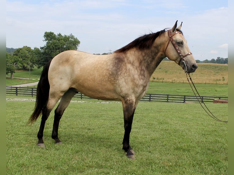 Tennessee walking horse Caballo castrado 16 años 157 cm Buckskin/Bayo in Emory TX