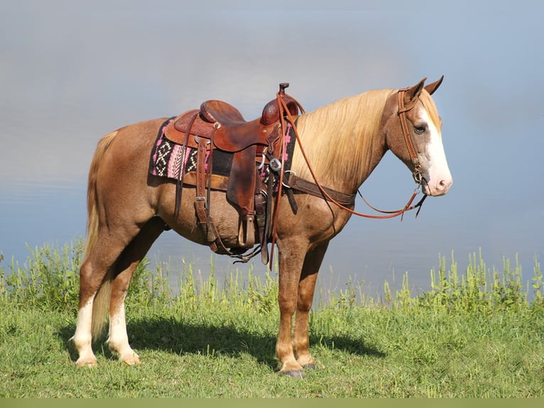 Tennessee walking horse Caballo castrado 17 años 152 cm Alazán rojizo in Whitley city KY