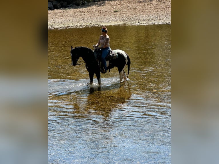 Tennessee walking horse Caballo castrado 17 años 152 cm Tobiano-todas las-capas in Gerald, MO