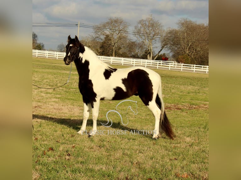 Tennessee walking horse Caballo castrado 17 años 152 cm Tobiano-todas las-capas in Lewisburg, TN