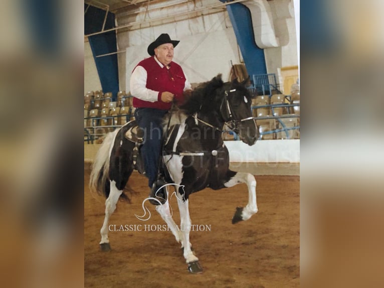 Tennessee walking horse Caballo castrado 17 años 152 cm Tobiano-todas las-capas in Lewisburg, TN