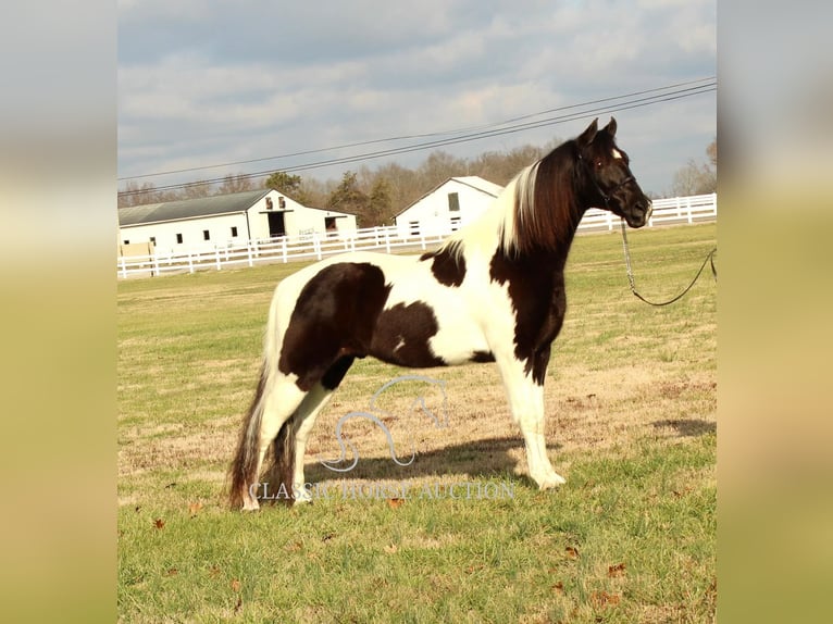 Tennessee walking horse Caballo castrado 17 años 152 cm Tobiano-todas las-capas in Lewisburg, TN