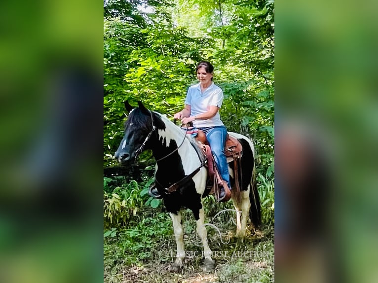 Tennessee walking horse Caballo castrado 17 años 152 cm Tobiano-todas las-capas in Lewisburg, TN