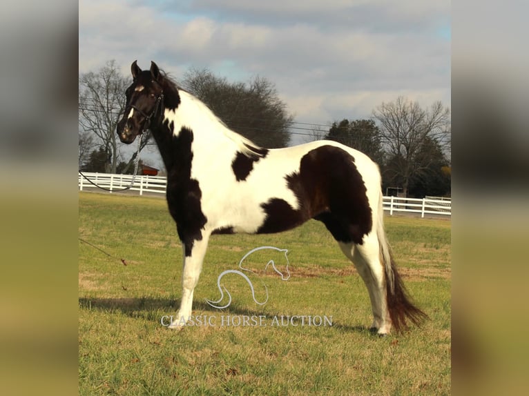 Tennessee walking horse Caballo castrado 17 años 152 cm Tobiano-todas las-capas in Lewisburg, TN