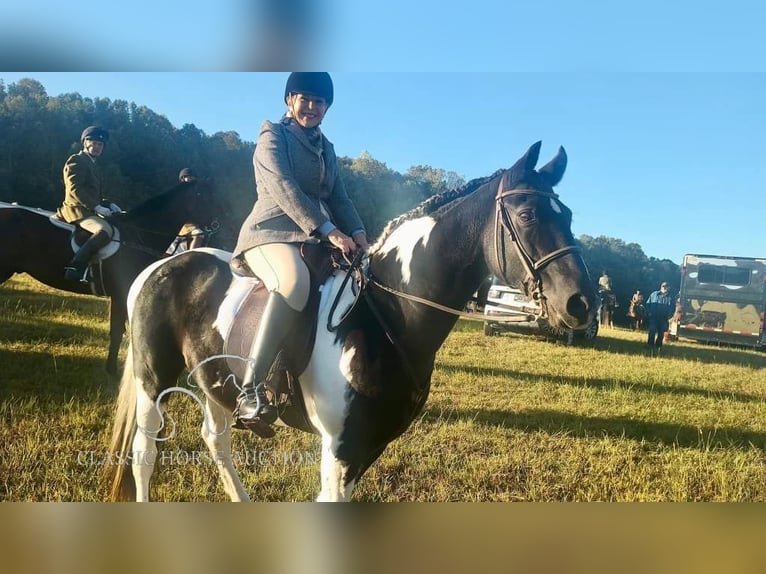 Tennessee walking horse Caballo castrado 17 años 152 cm Tobiano-todas las-capas in Lewisburg, TN