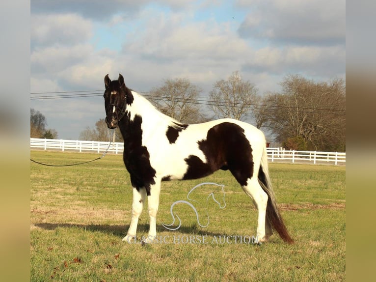 Tennessee walking horse Caballo castrado 17 años 152 cm Tobiano-todas las-capas in Lewisburg, TN