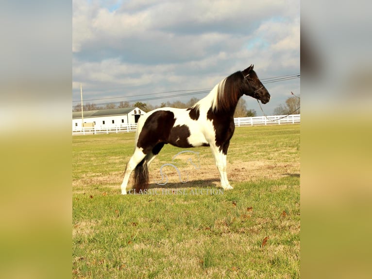 Tennessee walking horse Caballo castrado 17 años 152 cm Tobiano-todas las-capas in Lewisburg, TN