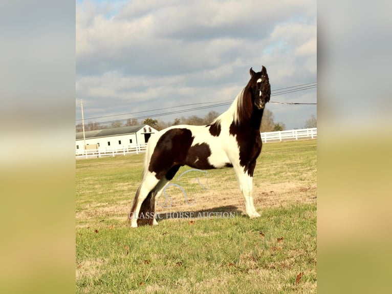 Tennessee walking horse Caballo castrado 17 años 152 cm Tobiano-todas las-capas in Lewisburg, TN