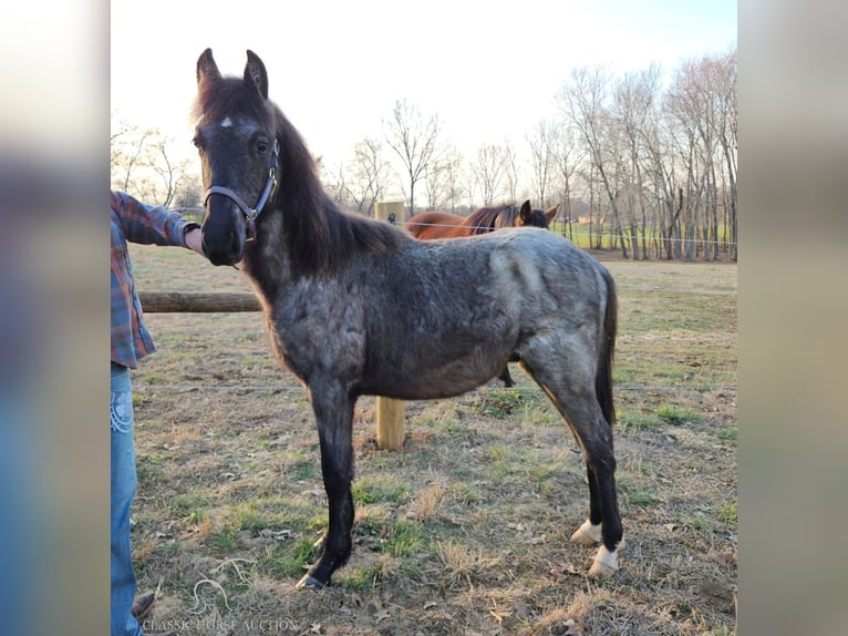 Tennessee walking horse Caballo castrado 1 año 132 cm Ruano azulado in Morrison, TN