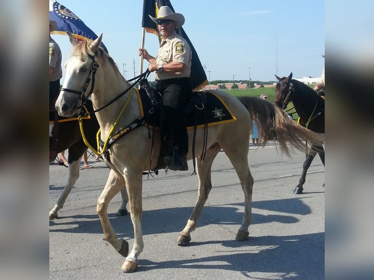 Tennessee walking horse Caballo castrado 22 años 163 cm Champán in Excelsior Springs, MO