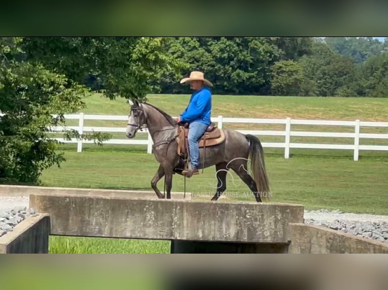 Tennessee walking horse Caballo castrado 2 años 142 cm Tordo in Lewisburg