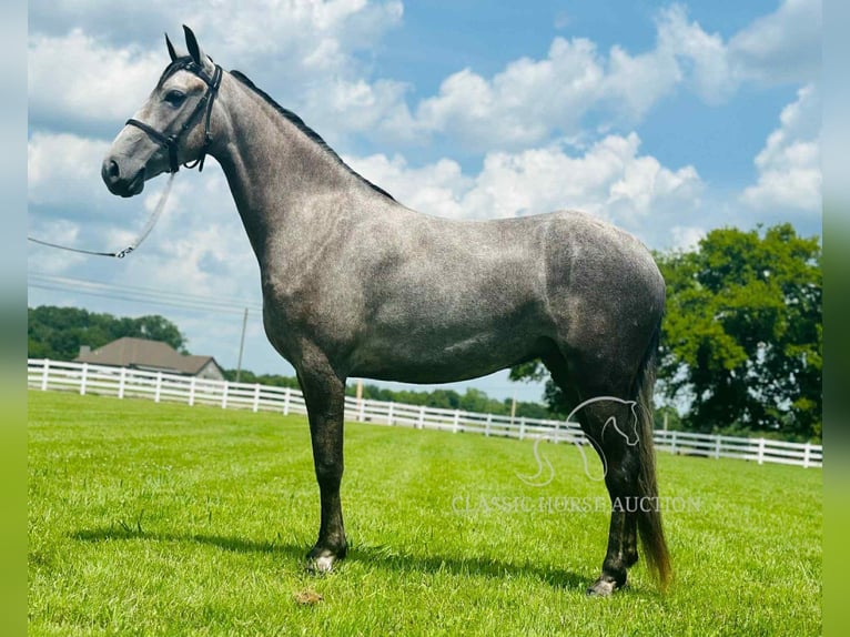 Tennessee walking horse Caballo castrado 2 años 142 cm Tordo in Lewisburg