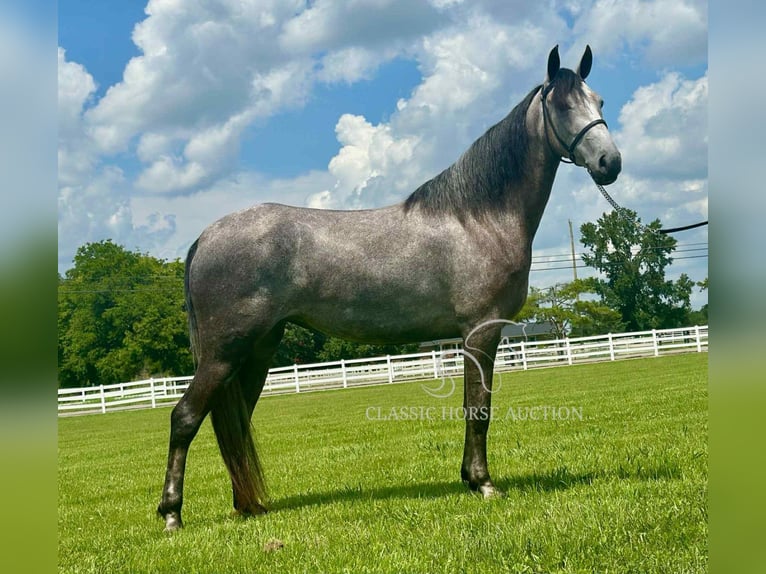 Tennessee walking horse Caballo castrado 2 años 142 cm Tordo in Lewisburg